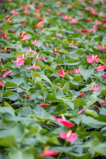 A dense patch of Anthurium andraeanum, showcasing its striking pink spathes amid glossy green