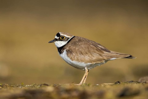 Little Ringed Plover (Charadrius dubius), North Rhine-Westphalia, Germany