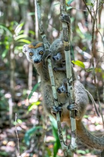 Crowned lemur (Eulemur coronatus), with twins, Le Palmarium Reserve, Ambinaninony, Atsinanana,