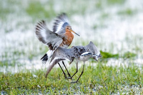 Two black-tailed godwits (Limosa limosa) in a wild territorial fight on a wet meadow, Dümmer nature