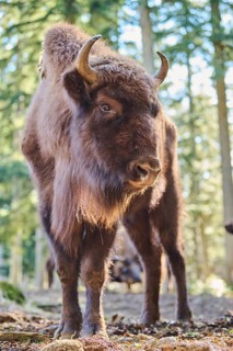 European bison (Bison bonasus) in a forest in spring, Bavarian Forest, Germany