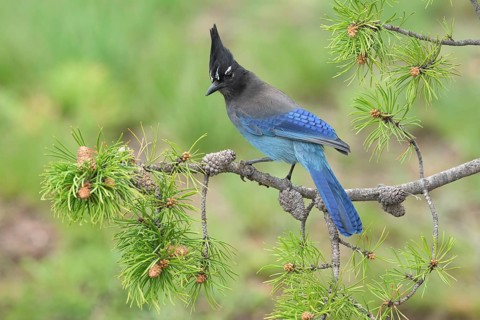 Steller's Jay (Cyanocitta stelleri) perched on a conifer branch, Colorado, USA