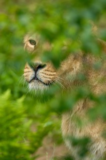 A lioness partially hides behind dense green leaves in nature, captive, Germany