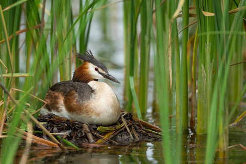 Great crested grebe (Podiceps cristatus) adult bird sitting on a nest on a lake in summer, England,