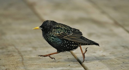 Common Starling (Sturnus vulgaris) male running, Germany