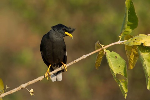 Great Myna (Acridotheres grandis), Phetchaburi, Thailand