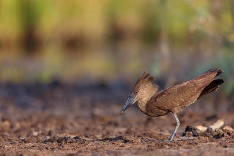 Hammerhead, Hammerhead, Hamerkop, (Scopus umbretta), Ombrette africaine, Avemartillo, Shadebird,