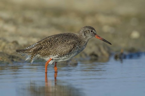 Common Redshank (Tringa totanus), Schleswig-Holstein, Germany