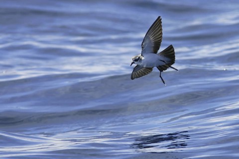 White-faced Storm Petrel (Pelagodroma marina) flying, South Australia, Australia