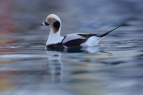 Long-tailed Duck (Clangula hyemalis) male, Finnmark, Norway