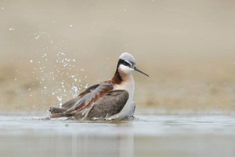 Wilson's Phalarope (Phalaropus tricolor) bathing, Texas, USA