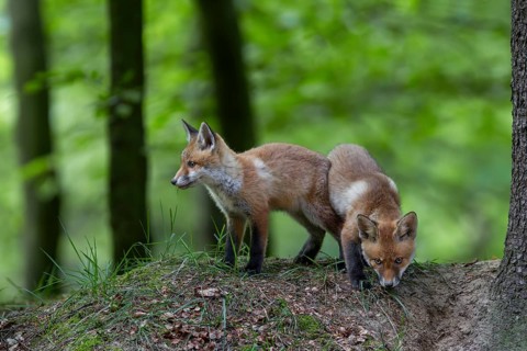 Red fox cubs (Vulpes vulpes) playing in front of the den, animal cubs, cute, youth, May, Germany