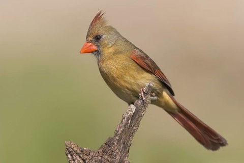 Northern Cardinal (Cardinalis cardinalis) female, Texas, USA