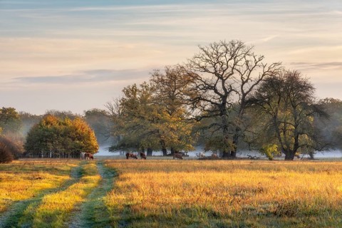 Autumn in the Elbe with ground fog, cattle grazing under old solitary oaks, Elbe trees in the