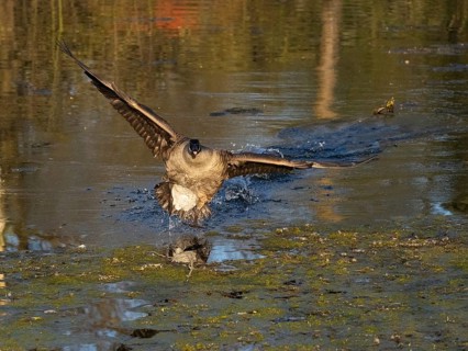 Canada goose (Branta canadensis), adult bird in flight, about to land on lake, Hesse, Germany