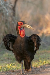 Southern Ground Hornbill (Bucorvus leadbeateri), Mpumalanga, South Africa