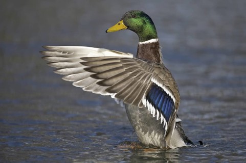 Mallard (Anas platyrhynchos) male, Lower Saxony, Germany