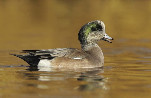 American Wigeon (Mareca americana) male, British Columbia, Canada