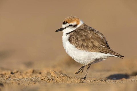 Kentish Plover (Charadrius alexandrinus) on beach, Fuerteventura, Spain