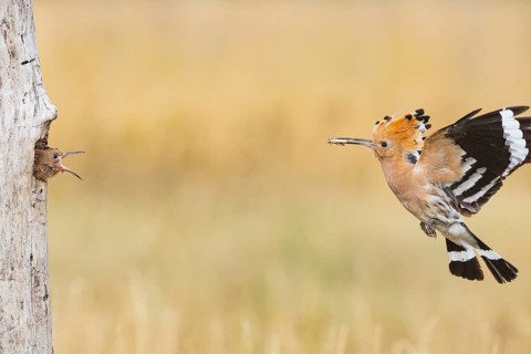 Hoopoe (Upupa epops) Hungary