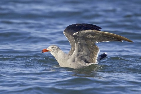 Heermann's Gull (Larus heermanni), Washington, USA