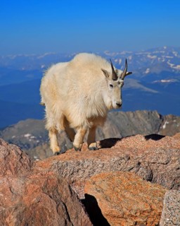 A snow goat in a rocky landscape, Wyoming, United States