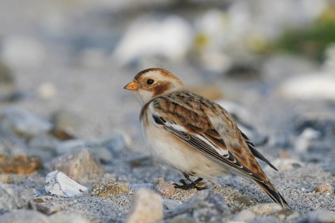 Snow Bunting - Schneeammer - Plectrophenax nivalis ssp. nivalis, Germany
