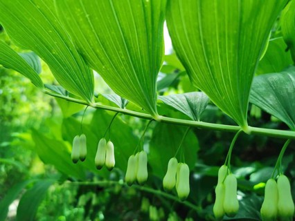 Green leaves and fruits of the Solomon's seal (polygonatum multiflorum) with hanging flowers in the