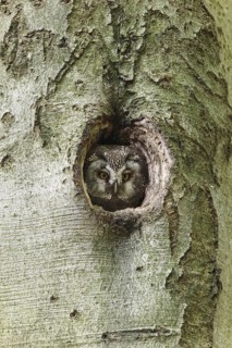 Boreal Owl (Aegolius funereus), Bavaria, Germany