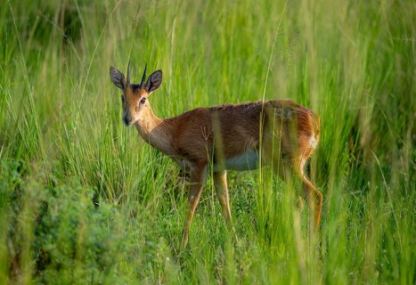 Palebuck, Sudan Oribi (Ourebia montana), in tall green grass, Murchison Falls National Park, Uganda