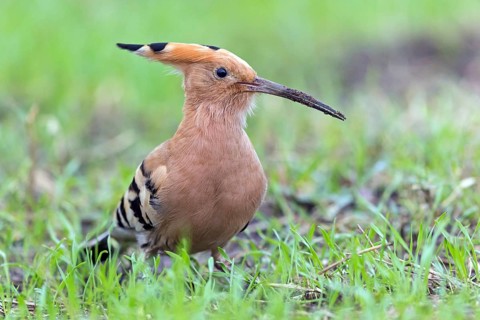 Hoopoe, (Upupa epops), biotope, habitat, foraging, sideways, animals, birds, Israel