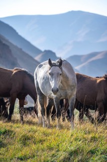 Herd of horses, Kyrgyzstan