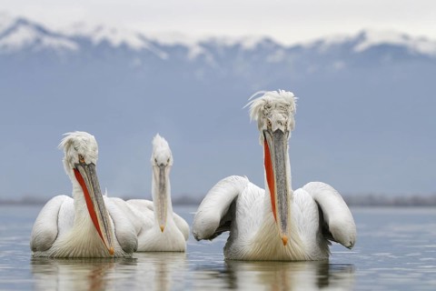 Dalmatian Pelican (Pelecanus crispus), Lake Kerkini, Greece