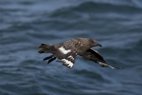 Great Skua (Stercorarius skua) flying, North Sea, Germany
