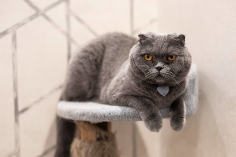 A serene Scottish Fold cat relaxes on a cozy cat tree, showcasing its distinctive dense gray fur