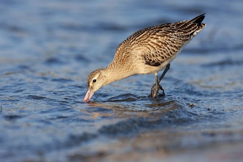 Bar-tailed Godwit (Limosa lapponica), Schleswig-Holstein, Germany