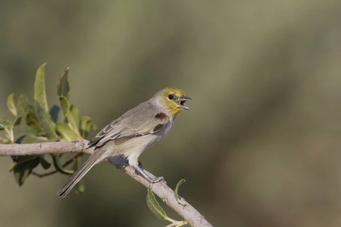 Verdin (Auriparus flaviceps) singing, California, USA