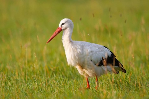 White Stork (Ciconia ciconia) foraging, North Rhine-Westphalia, Germany