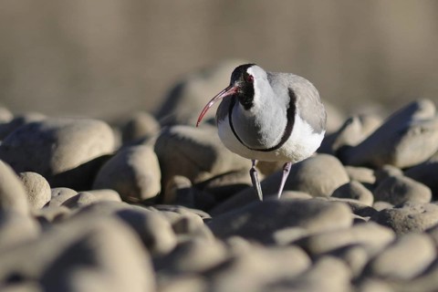 Ibisbill (Ibidorhyncha struthersii), Tibet, China