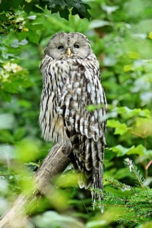 Ural owl (Strix uralensis), captive, Switzerland