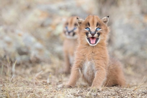 Caracal (Caracal caracal) cub, Castile-La Mancha, Spain