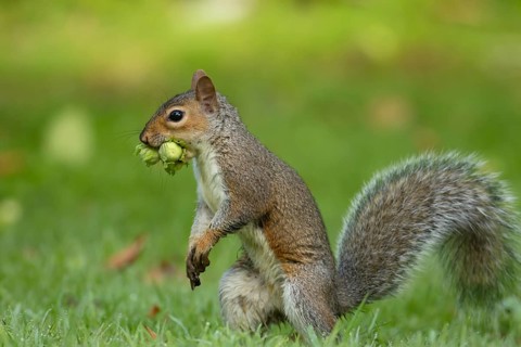 Grey squirrel (Sciurus carolinensis) adult animal carrying two hazelnut nuts in its mouth on a