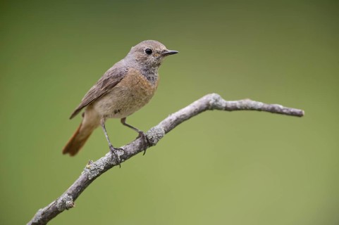 Common Redstart (Phoenicurus phoenicurus) female perched on a branch, Rimini, Italy