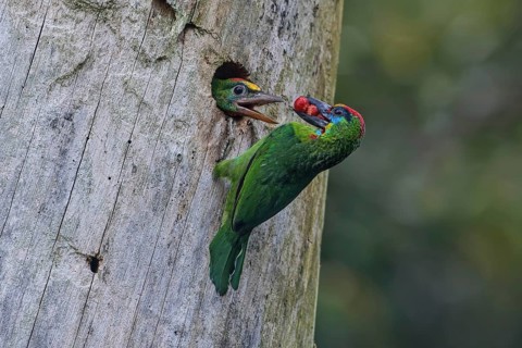 Harlekinbartvogel (Psilopogon mystacophanos) male feeding juvenile in nest cavity, Malaysia