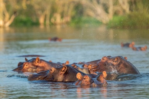 Hippos (Hippopotamus amphibius), herd bathing in the water, White Nile, Murchison Falls NP, Uganda