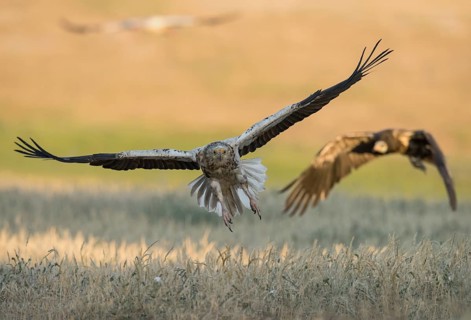 Egyptian Vulture (Neophron percnopterus) flying, Castile-La Mancha, Spain