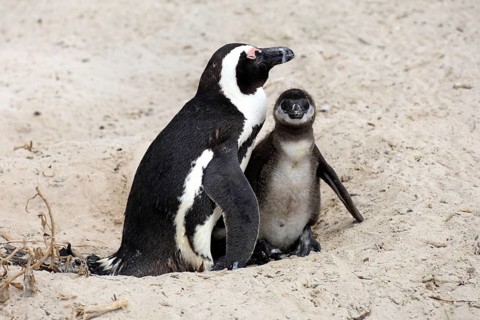 African penguin (Spheniscus demersus), adult, juvenile, chick, nest, beach, Boulders Beach,