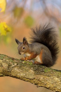 Eurasian red squirrel (Sciurus vulgaris), sitting on a branch, autumn, Rosensteinpark, Stuttgart,