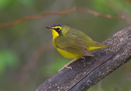 Kentucky Warbler (Geothlypis formosa), Ohio, USA