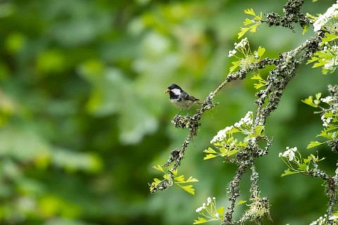 Coal tit (Periparus ater) adult garden bird with food in its beak in a Hawthorn tree in spring,